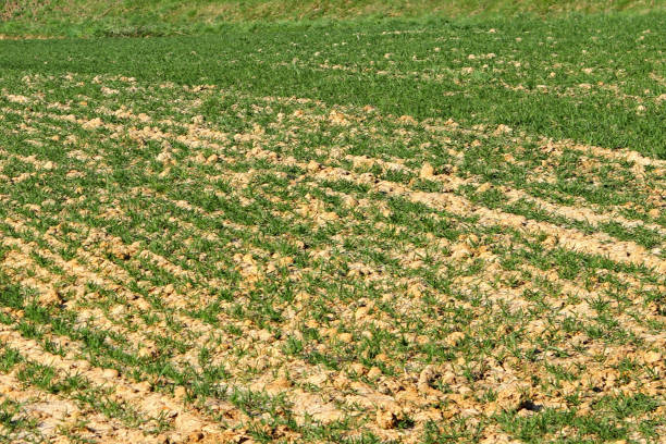 Sector agroindustrial,